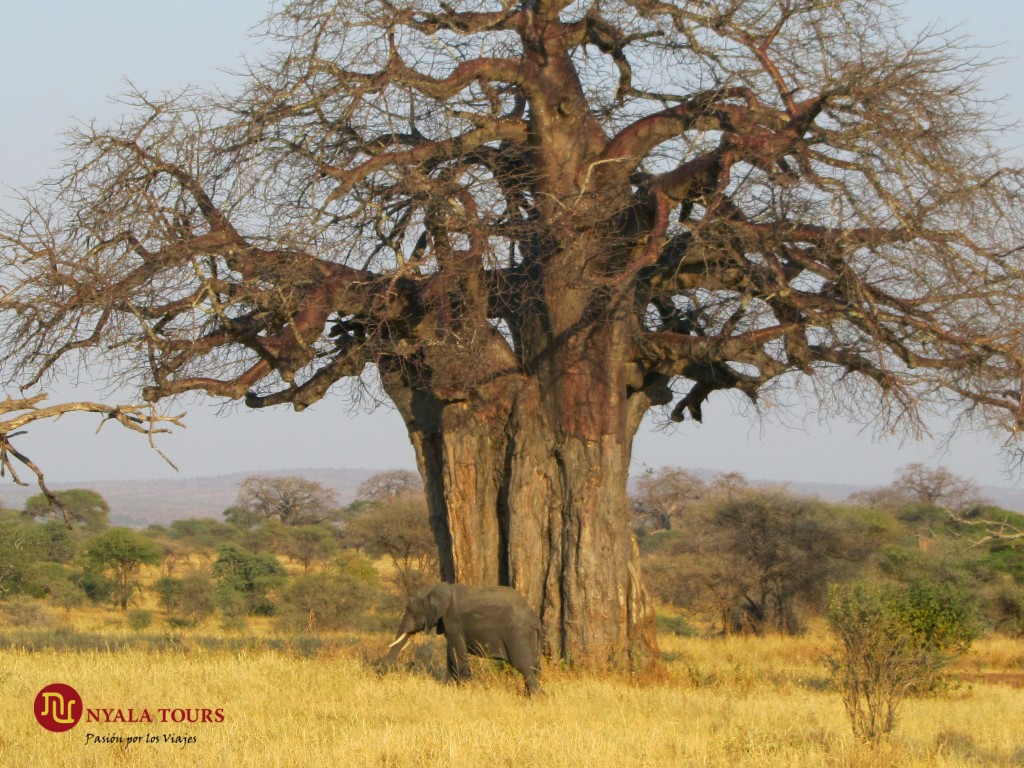 baobab-and-elefante