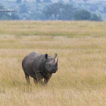 Día Mundial del Rinoceronte  |   World Rhino Day