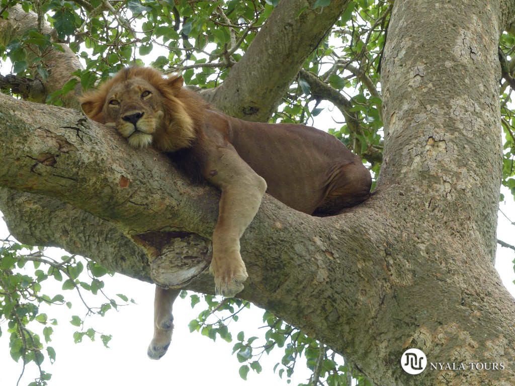 tree-climbing-lion-ishasha-queen-elizabeth