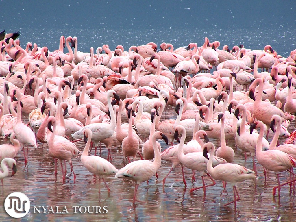 flamingos-nakuru