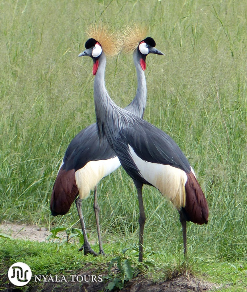 Crested Cranes.  Grulla Coronada.  Ishasha, Uganda.
