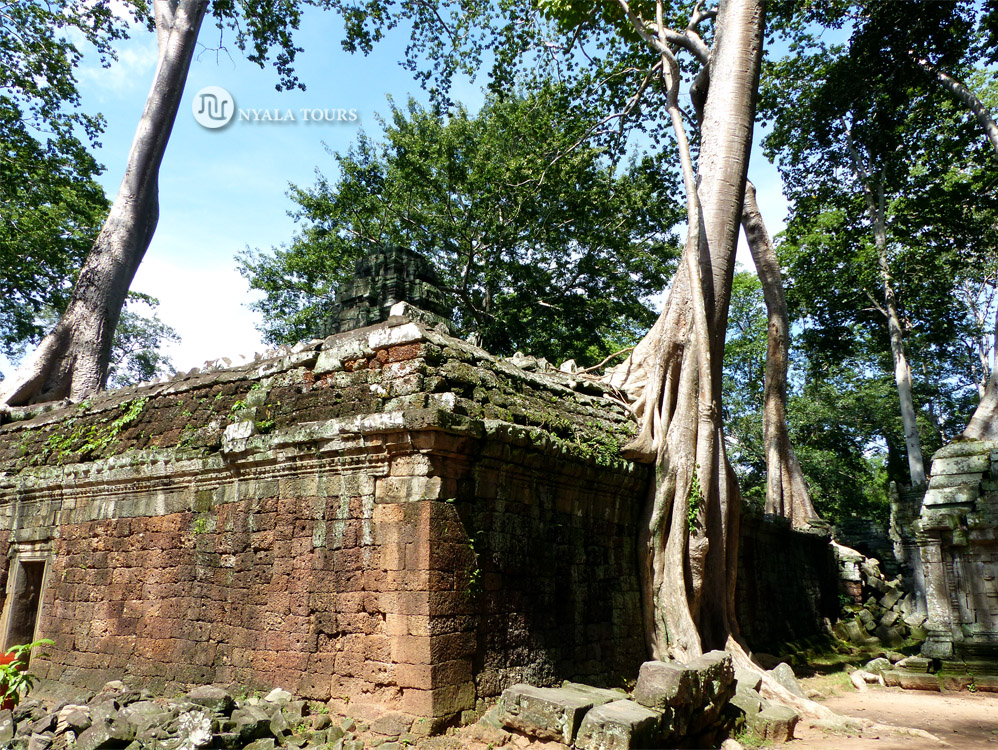 tree-siemreap-angkor-camodia-building