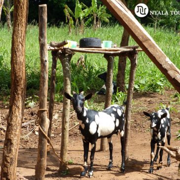 Cabras del Mundo |  Goats of the World