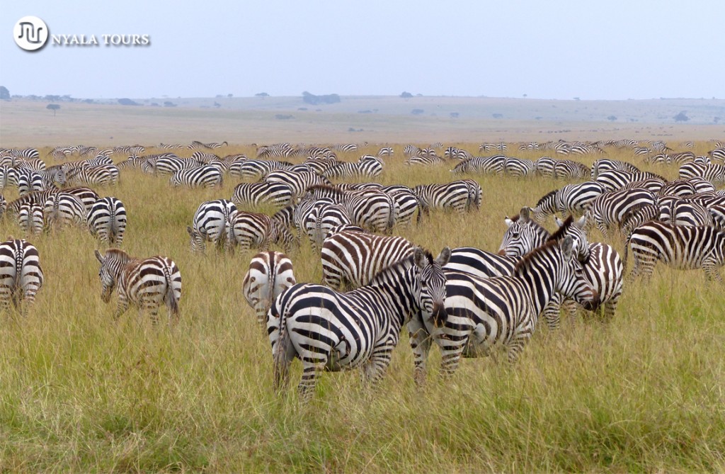 zebras-web-nyala