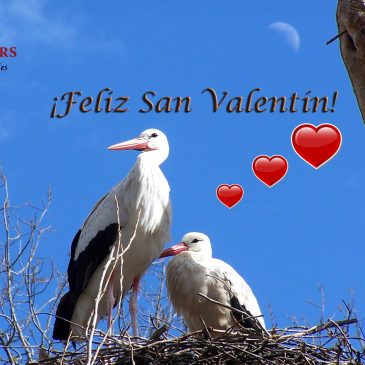 TARJETAS DE REGALO SAN VALENTÍN  |   VALENTINE´S DAY GIFT CARDS