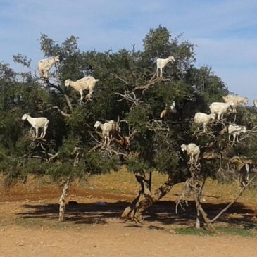 Las Cabras Trepadoras de Árboles de Marruecos  |  The Tree Climbing Goats of Morocco