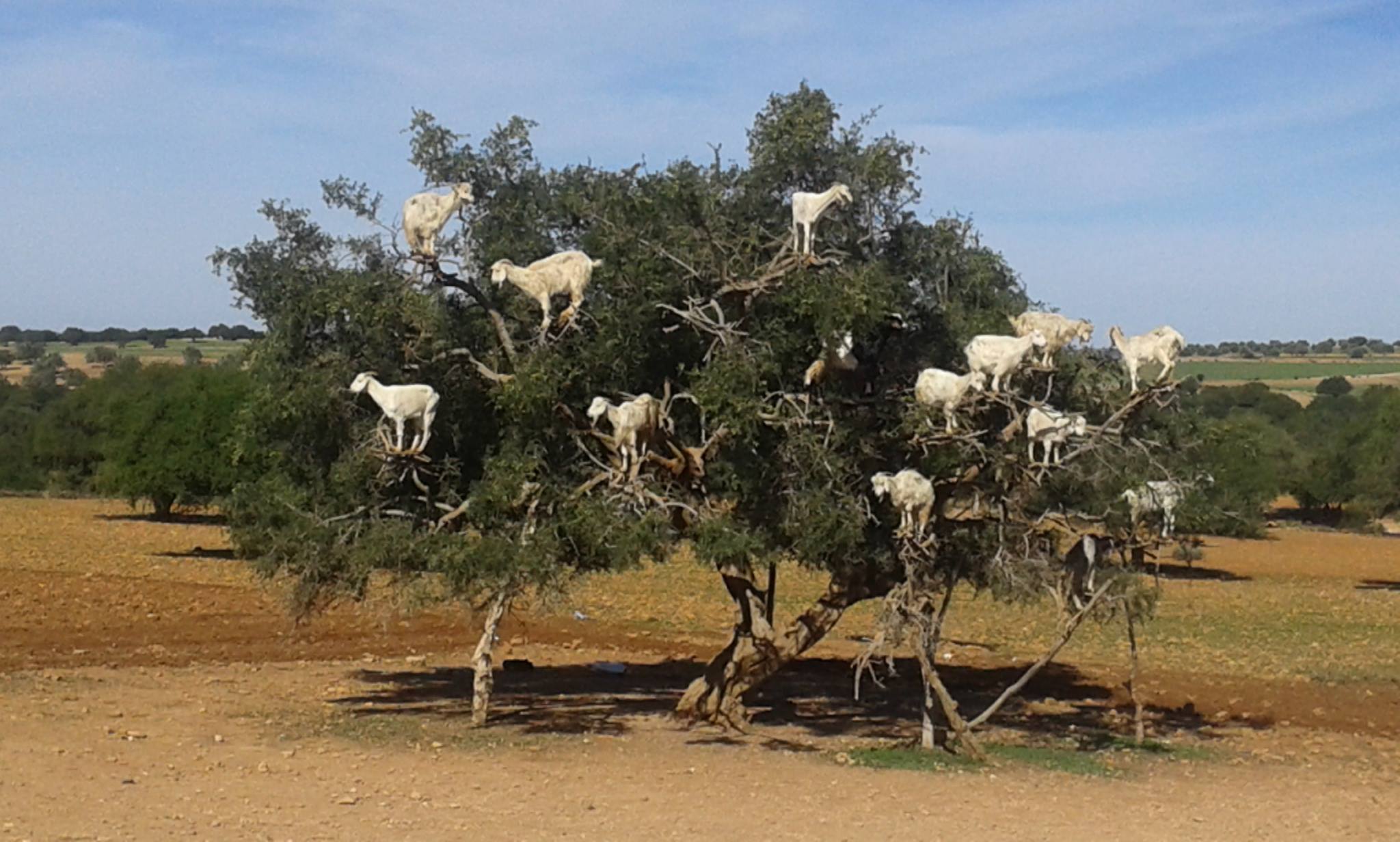 Las Cabras Trepadoras de Árboles de Marruecos | The Tree Climbing Goats of  Morocco | Nyala Tours Blog Viajes