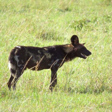 Viaje de novios a Kenia y Zanzibar