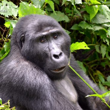 Increíble Trekking de Gorilas en la Selva de Bwindi, Uganda