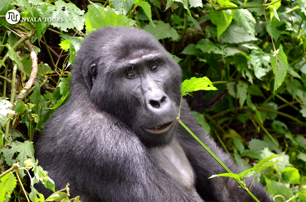 GORILA SORAYA BWINDI