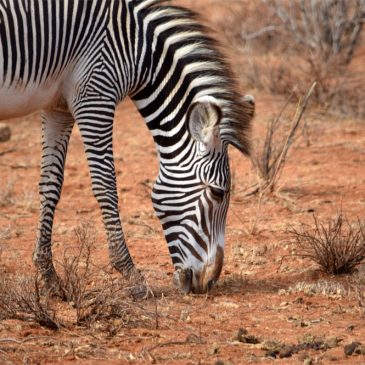 Viaje de novios a Kenia con Zanzibar