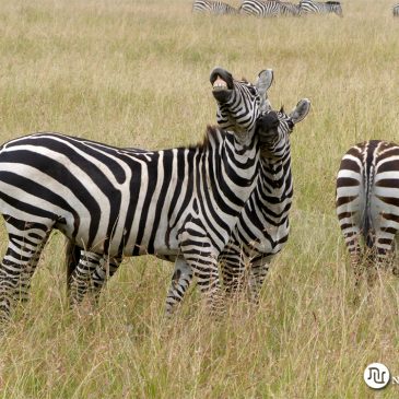 Viaje de Novios a Sudáfrica, Kenia y Seychelles