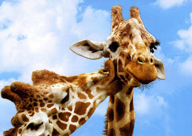 10991405_770608773010126_918679576214273534_n