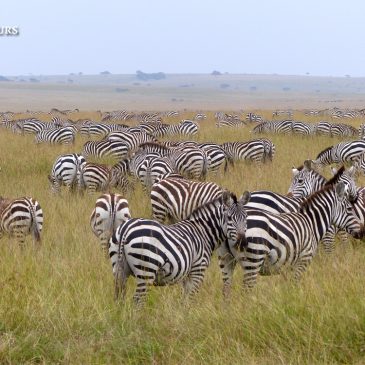 Safari privado en Kenia