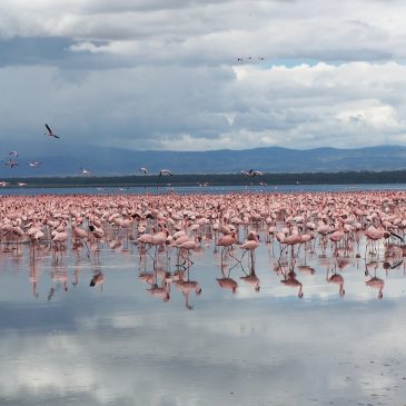 Viaje a Kenia y Zanzibar en familia