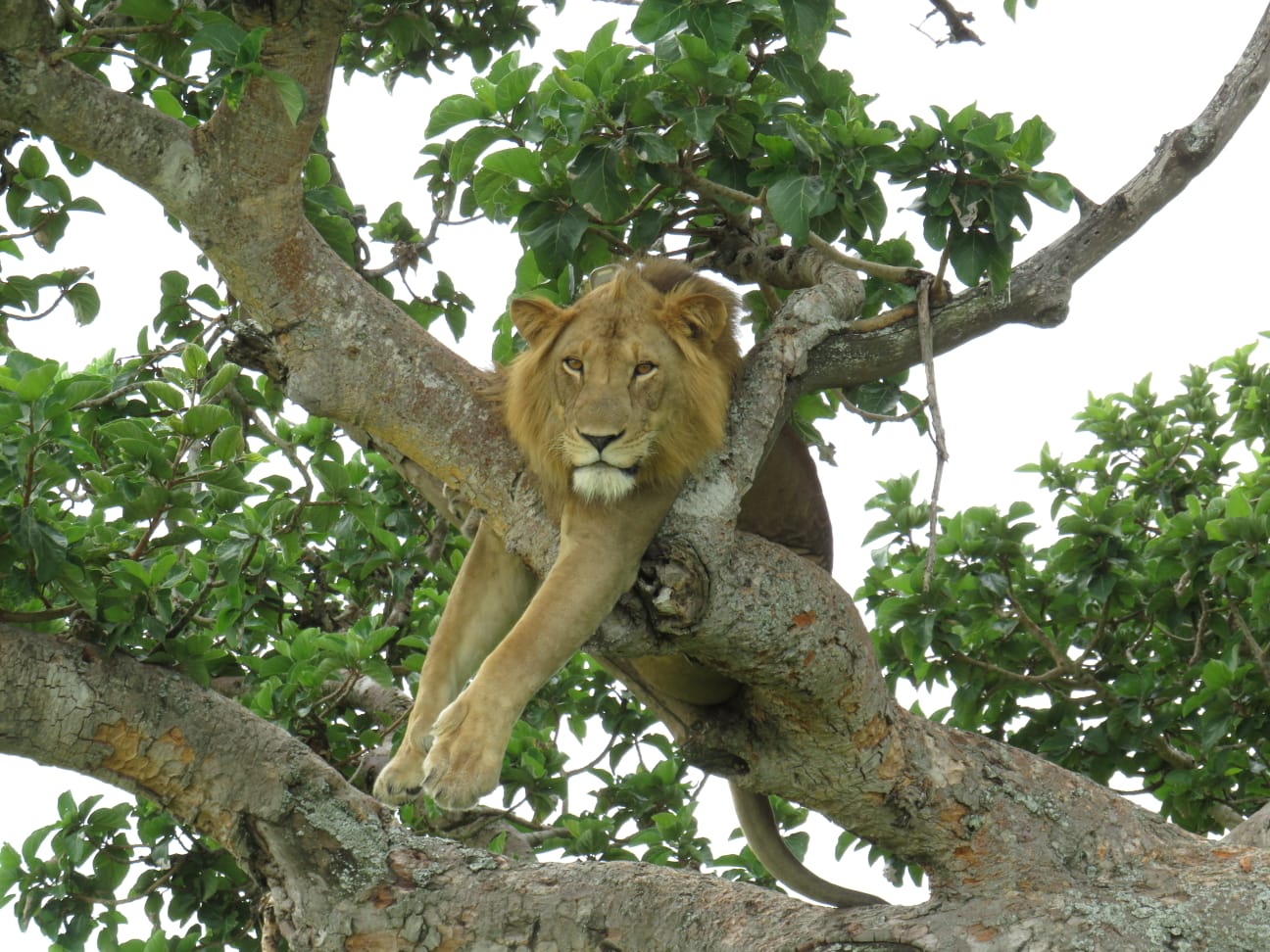 IMG-20190516-WA0004-copia-2