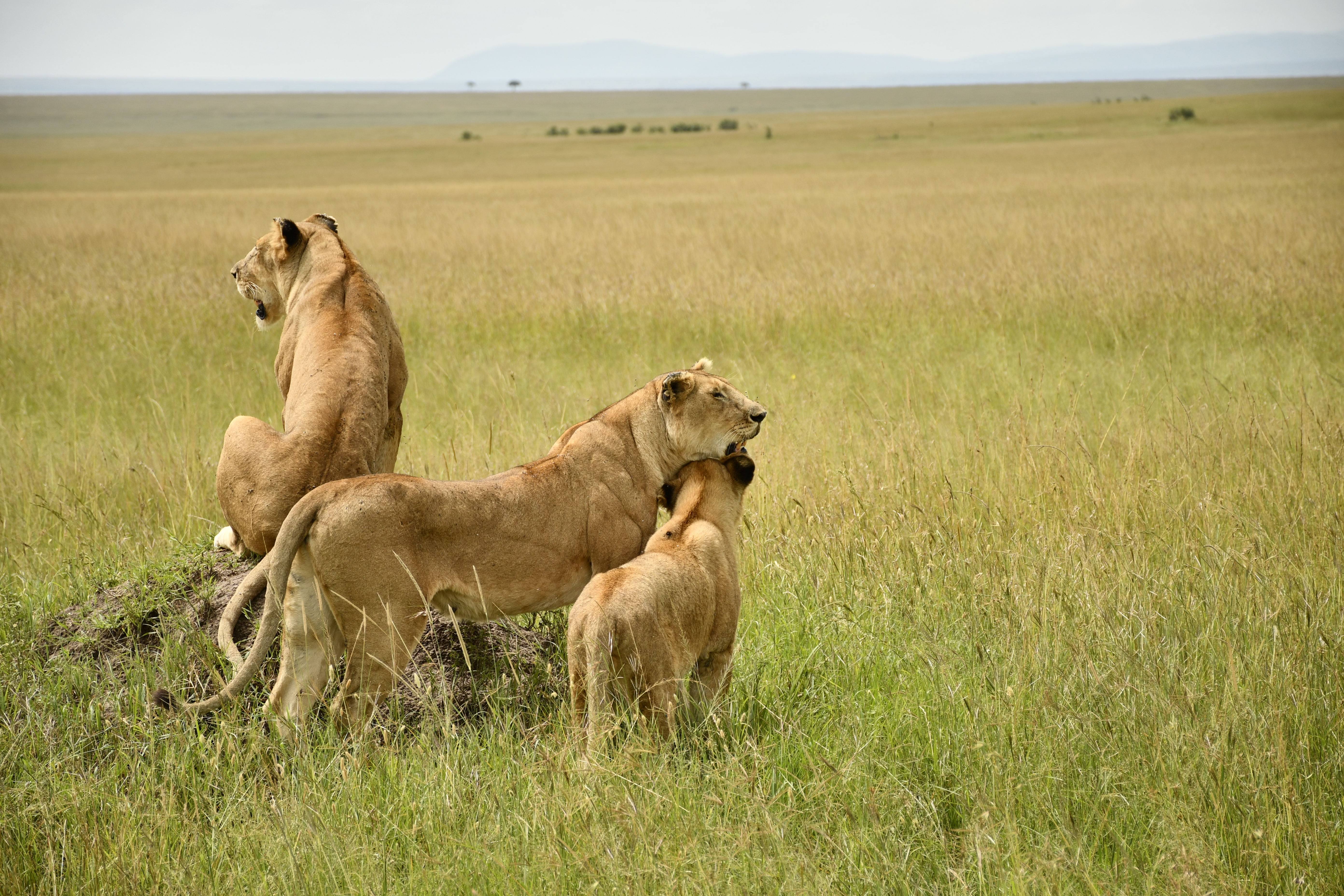 487B89BF-E5AE-46FE-9D93-BDEF2FE4D768