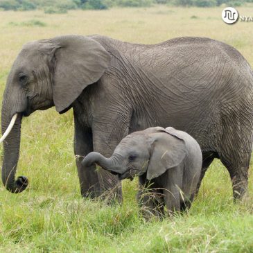 Viaje a Kenia
