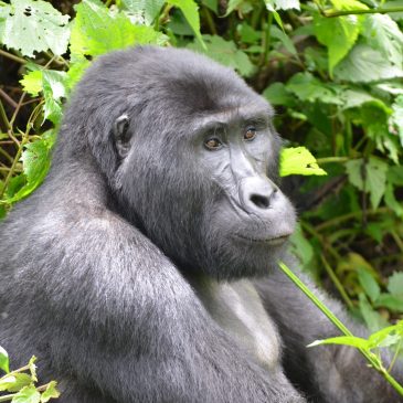 Viaje a Uganda, Kenia y Seychelles