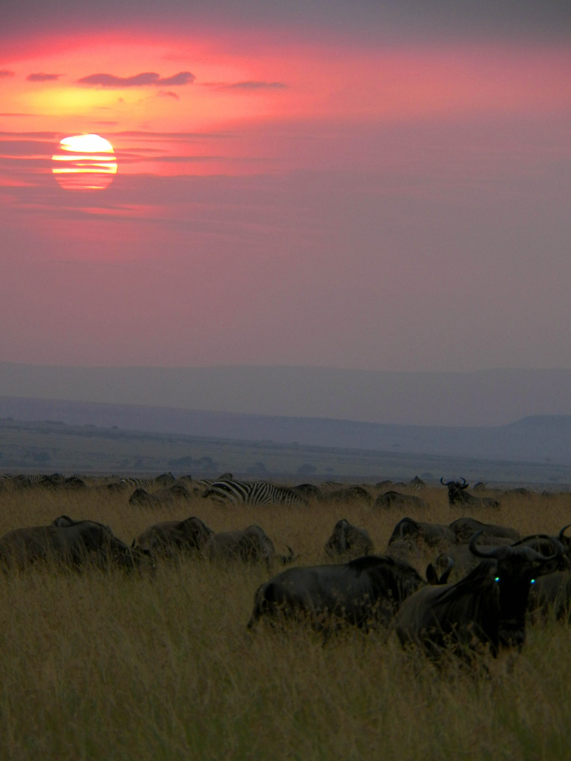 WILDEBEEST SUNSET, MARA