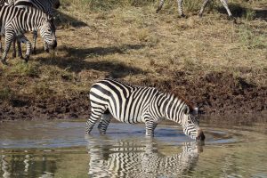 Cebras bebiendo agua durante un viaje de novios a Tanzania y Zanzíbar