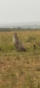 Cheetah spotted during the Flanegan family’s safari in Kenya
