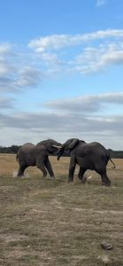Two elephants fighting during a family safari in Kenya