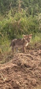 Lion cub spotted during the Flanegan family’s safari in Kenya