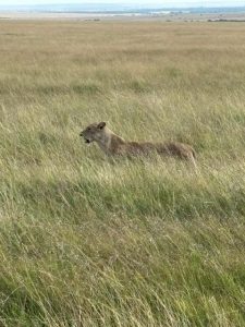 Lion resting in the grass during a safari in Kenya