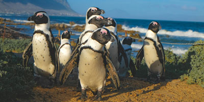 viaje y safari a sudafrica